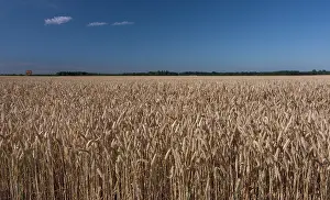 Bread: Wheat