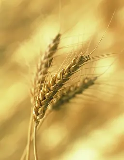 Bread: Wheat