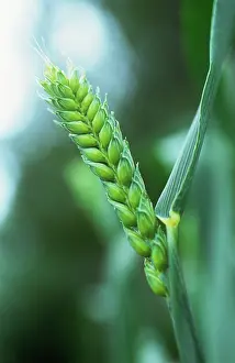 Bread: Wheat