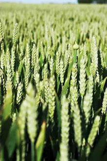 Bread: Wheat