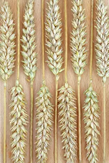 Bread: Wheat
