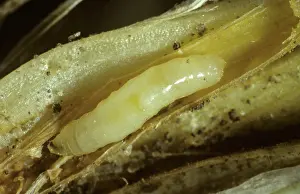 Micrograph: Wheat bulb fly