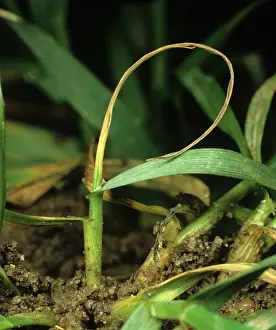 Larval: Wheat Bulb Fly damage to Wheat crop