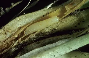 Micrograph: Wheat Bulb Fly Larva