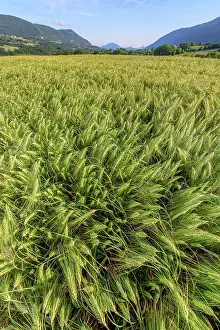 Cereal: Wheat on the cob, Bugey, Ain, France