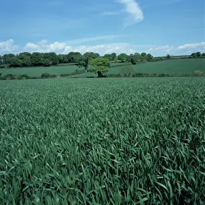 Hedges: Wheat crop