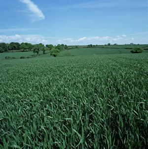 Beer: Wheat crop