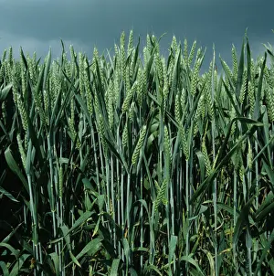 Cereals: Wheat crop