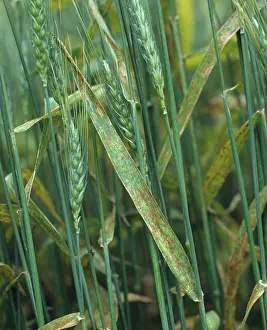 Severe: Wheat crop with brown rust