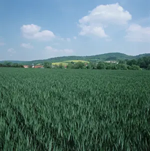 Champagne: Wheat crop, Champagne, France