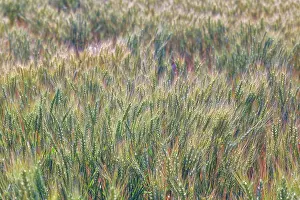 Wheat: Wheat crop close-up, Palouse region of eastern Washington