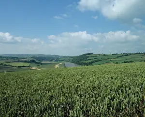 Hedges: Wheat crop, Cornwall, UK