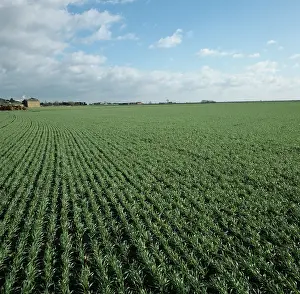 Fenland: Wheat crop in dark organic soil