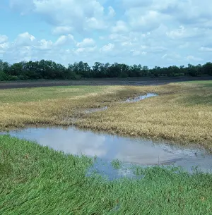 Flooding: Wheat crop destroyed by spring floods
