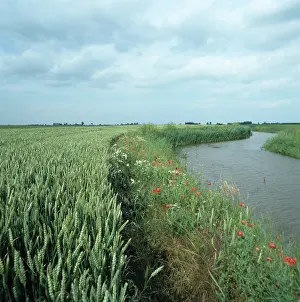 Dyke: Wheat crop beside drainage canal