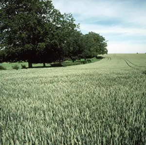 Wheatfield: Wheat crop in ear