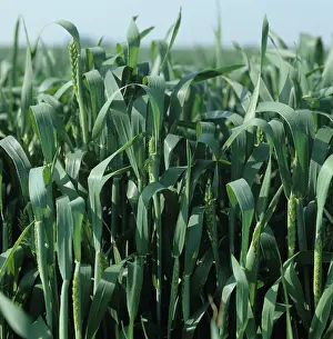 Flagleaves: Wheat crop with ears emerging and in boot