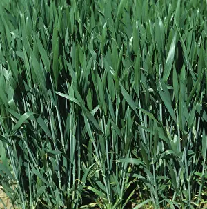 Grains: Wheat crop at flagleaf stage, Devon