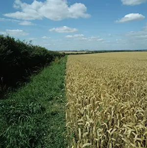 Hedgerow: Wheat crop, grass strip and hedgerow