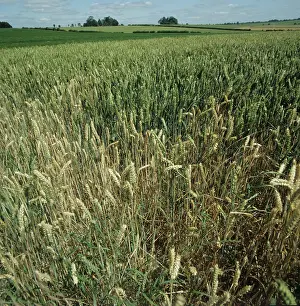 Blank: Wheat crop infected with Take-all