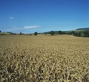 Wheatfield: Wheat crop in ripe ear