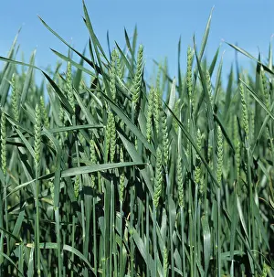 Flagleaves: Wheat crop (Triticum aestivum)
