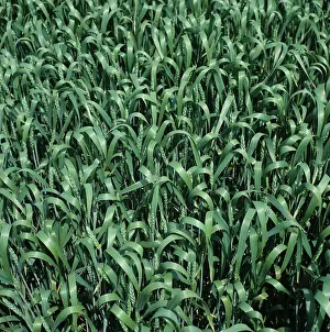 Poaceae: Wheat crop (Triticum aestivum)