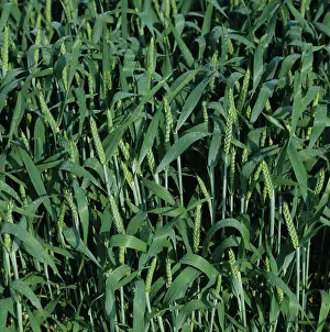 Graminae: Wheat crop with young emerging ears