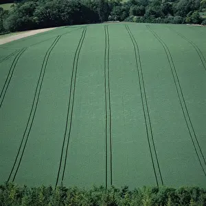 Cereals: Wheat crops