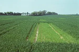 Trial: Wheat crops with fertilizer comparison