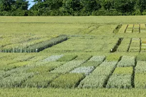 Culture: WHEAT CULTIVATION TRIALS