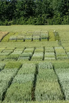 Culture: WHEAT CULTIVATION TRIALS
