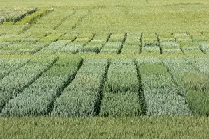 Culture: WHEAT CULTIVATION TRIALS