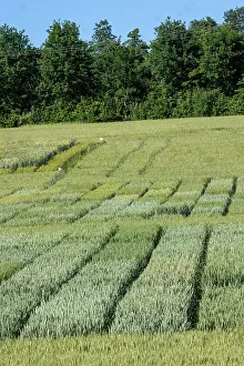 Culture: WHEAT CULTIVATION TRIALS