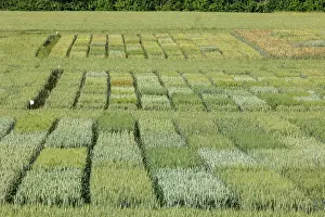 Culture: WHEAT CULTIVATION TRIALS