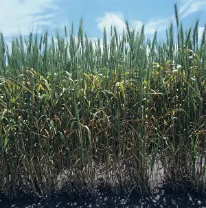 Severe: Wheat damaged by brown rust