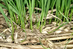 Regeneration: Wheat - Damaged by rain - Close-up of new growing on the ear