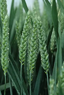Cereals: Wheat ears
