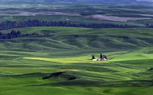 Ranch: Wheat Farm, Palouse Hills, Eastern Washington