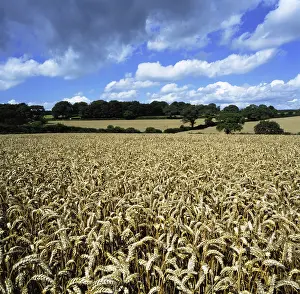 Grains: Wheat field
