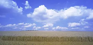 Grains: Wheat field
