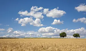 Wheat: Wheat field with blue sky and few clouds