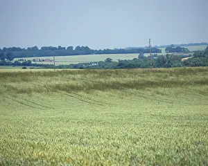 Onion: Wheat field with infestation of Onion Couch