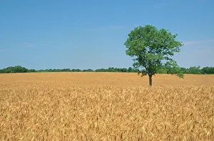 Wheatfield: Wheat Field, Kentucky