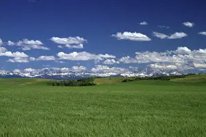 Fremont: Wheat field near Ashton, Idaho, USA