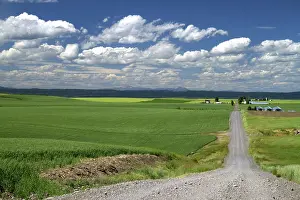 Fremont: Wheat Field and Rural Road