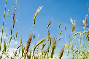 Siena: Wheat field, Siena province, Tuscany, Italy