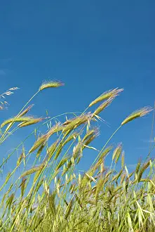 Siena: Wheat field, Siena province, Tuscany, Italy