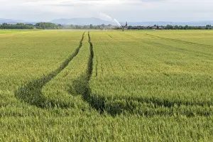 Varieties: Wheat field in spring in plain. Alsace, France, Europe