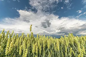 Varieties: Wheat field in spring in plain. Alsace, France, Europe